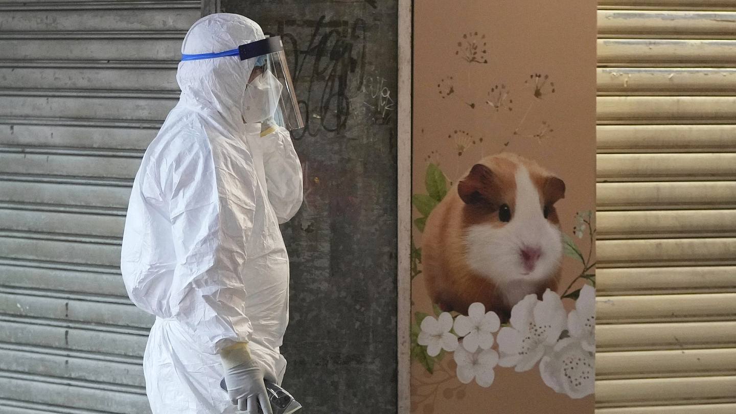 仓鼠：香港卫生署1月18日公布，一间宠物店有仓鼠样本初步对新冠病毒呈阳性反应。 图为1月18日，香港渔农自然护理署职员经过一间宠物店。 （AP）