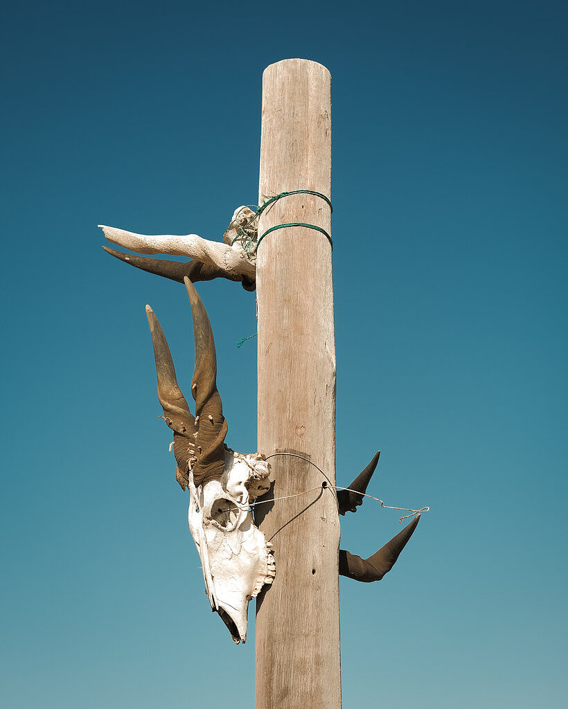 大羚羊——一种像牛的非洲羚羊——和其他动物的头骨被固定在公路沿线的木柱上。