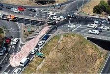墨尔本高速再现大量动物尸体，车道关闭，交通受影响（组图）