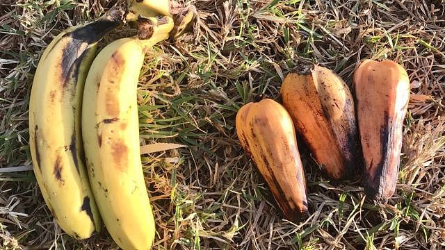 左边是人们熟悉的香蕉，右边是埃塞俄比亚芭蕉