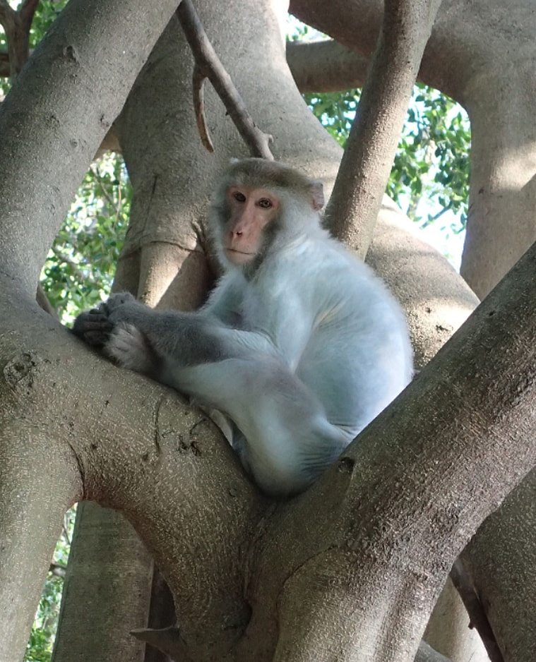 高雄寿山近年陆续有民众发现不少猕猴全身脱毛，露出的白皮肤有如「白猴」，研究发现与猕猴密度太高、生活压力太大有关。 （屏科大副教授陈贞志提供）中央社