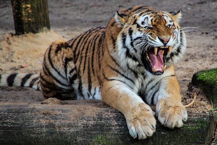 Tiger yawning