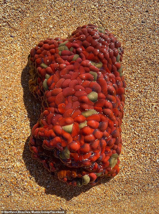 悉尼海滩惊现神秘生物，红绿相间形似大脑！网友揭秘原来是它...（组图） - 3