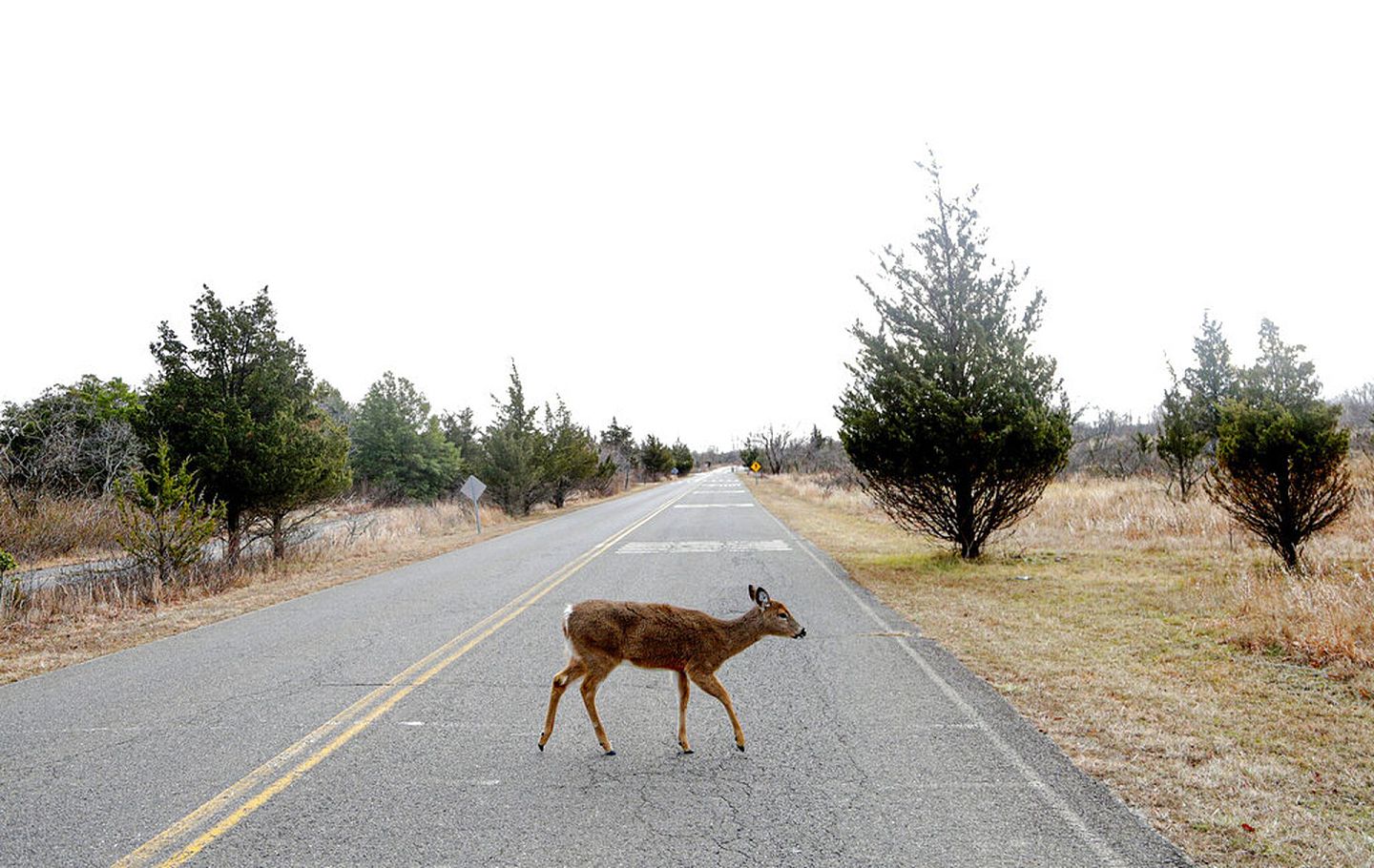 图为2019年1月3日，镜头下美国纽约盖特韦国家休闲区内一头横过马路的鹿。（AP