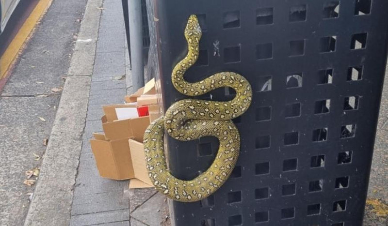 悉尼东区垃圾桶惊现“钻石蛇”，价值高达$1000（组图） - 2