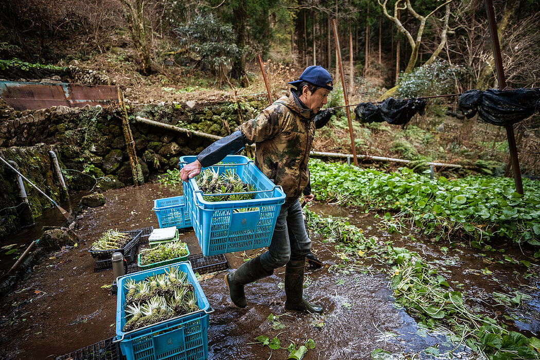 静冈县的第三代农民浅田光泰（音）担心，气候变化正威胁山葵的未来。
