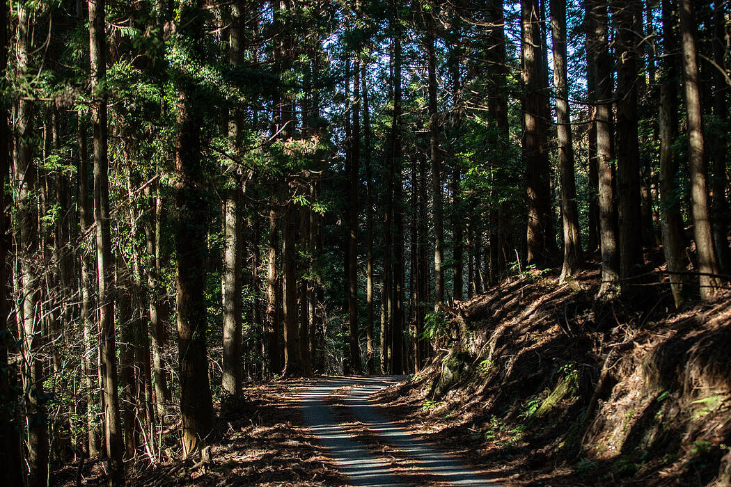 由于战后重建国家的木材政策，茂密的雪松林覆盖了静冈的山脉。