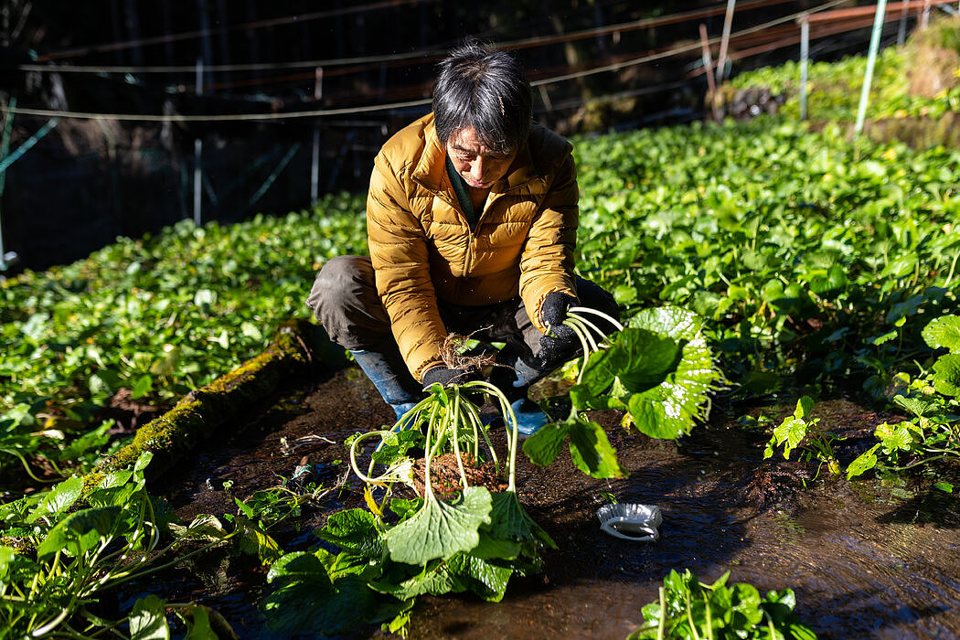 “山葵有消失的危险，”静冈第四代种植人渡边正英（音）说。