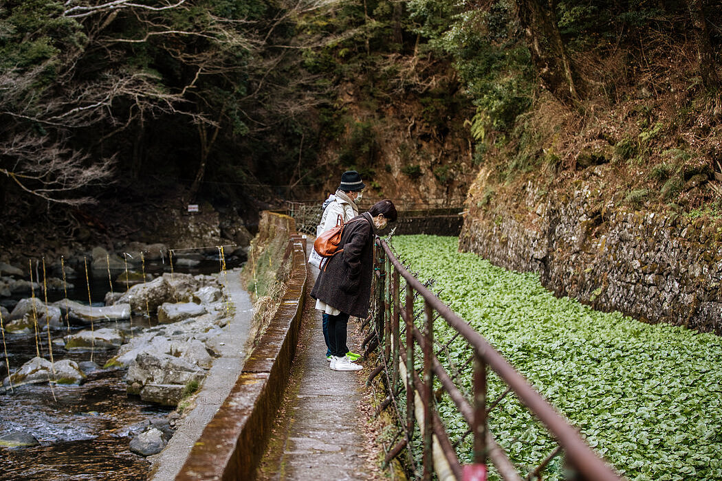 参观山葵田的游客。该地区拥有数百年历史的山葵文化是其旅游业务的支柱。