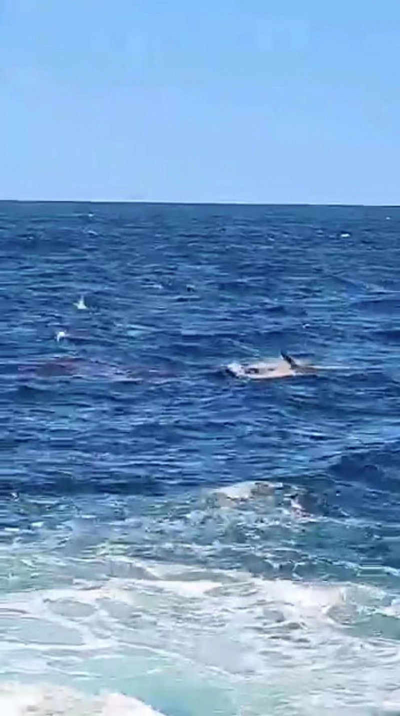 慎入！悉尼发生鲨鱼袭人事件，潜水者被拖下水面遇害！目击者拍下视频，吓到发抖作呕（视频/组图） - 8