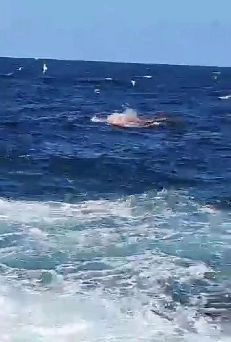 慎入！悉尼发生鲨鱼袭人事件，潜水者被拖下水面遇害！目击者拍下视频，吓到发抖作呕（视频/组图） - 7