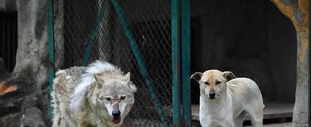 武汉动物园一母狗陪伴公狼5年未生育，园方：它们之间是纯洁友谊（视频/组图） - 1