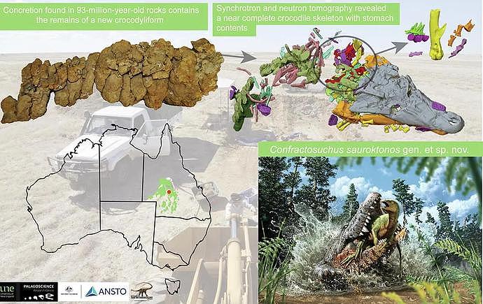 澳洲发现9300万年前鳄鱼化石！胃里面还有东西：部分消化的小恐龙遗骸（组图） - 2
