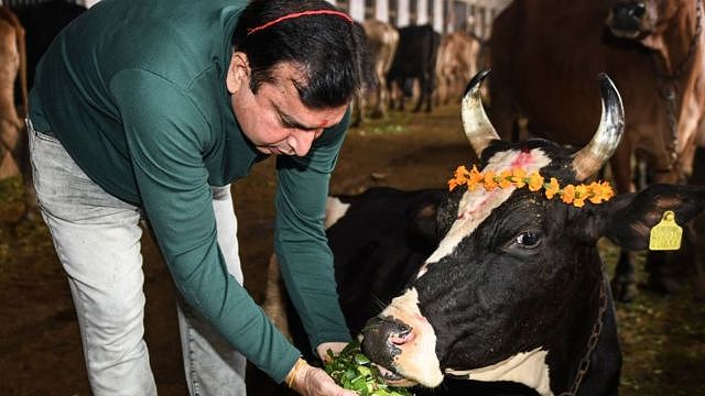 A Hindu devotee offers food to a cow during Gai Puja - cow worship - as part of the Gopal Ashtami festival, in Amritsar on November 11, 2021.