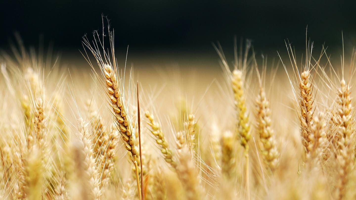 中国海关总署公告：允许俄罗斯全境小麦进口