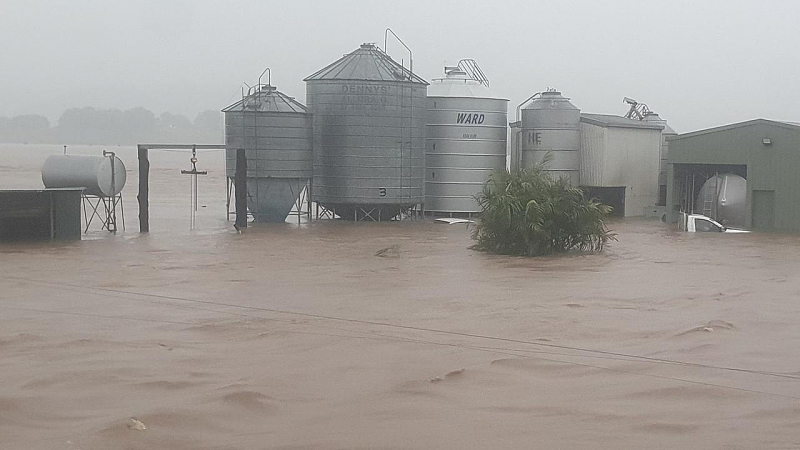 新州多地遭暴雨袭击，一农场大半奶牛被冲走！隔天奶农听到好消息...（组图） - 2