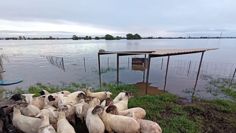 看到立即上报！新州洪水致牲畜损失巨大，其尸体恐被冲走“数百里”危及人类健康（组图） - 2