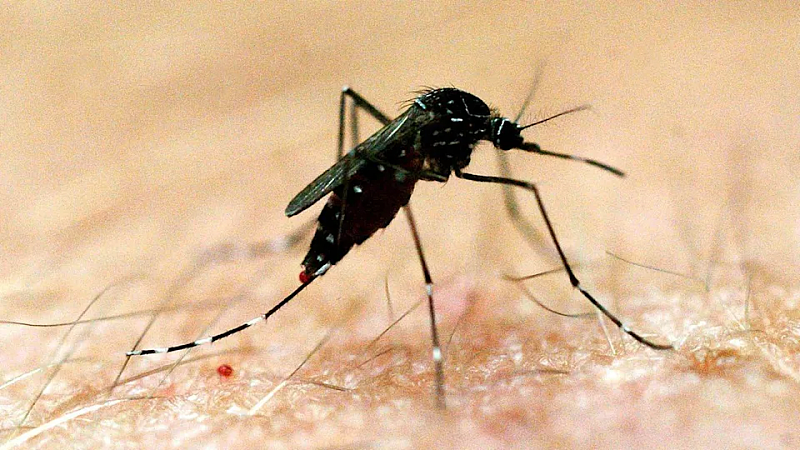新州日本脑炎病例增至6例，卫生厅再次敦促社区注意防蚊！（图） - 2
