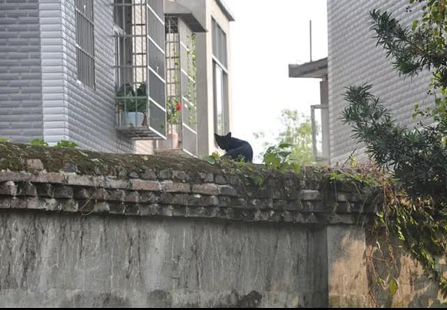 湖南发生重大命案！致多人死亡，知情者披露案发原因，当地警方：嫌疑人已落网（组图） - 4