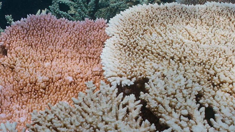 几度大规模珊瑚白化，澳洲大堡礁再遇危机！专家发出警告（组图） - 2