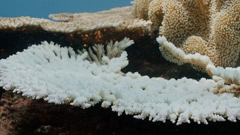 几度大规模珊瑚白化，澳洲大堡礁再遇危机！专家发出警告（组图） - 3