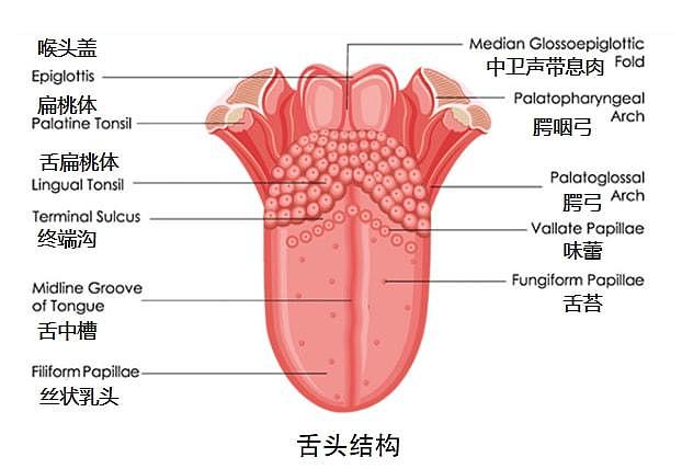 【两性】你的舌头其实是个性器官，而且它的用处不止这些（组图） - 4