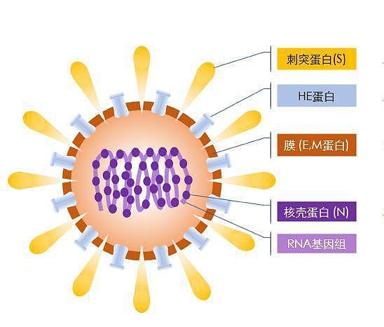 想干啥？俄罗斯将“冠状病毒蛋白质”运往国际空间站！目的何在？（组图） - 2