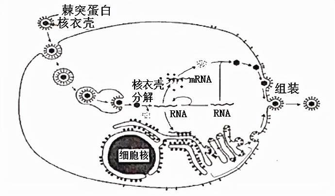 想干啥？俄罗斯将“冠状病毒蛋白质”运往国际空间站！目的何在？（组图） - 6