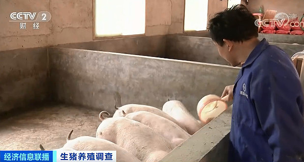 中国猪肉卖出白菜价：价格连降6周，养殖户养一头猪亏400元（组图） - 6