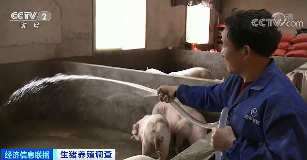 中国猪肉卖出白菜价：价格连降6周，养殖户养一头猪亏400元（组图） - 2