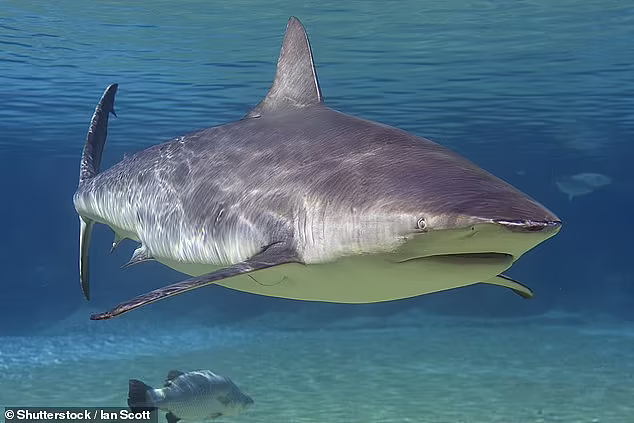 潜水遇大白鲨迎面游来，悉尼男子发出警告：下水备好止血带（组图） - 3
