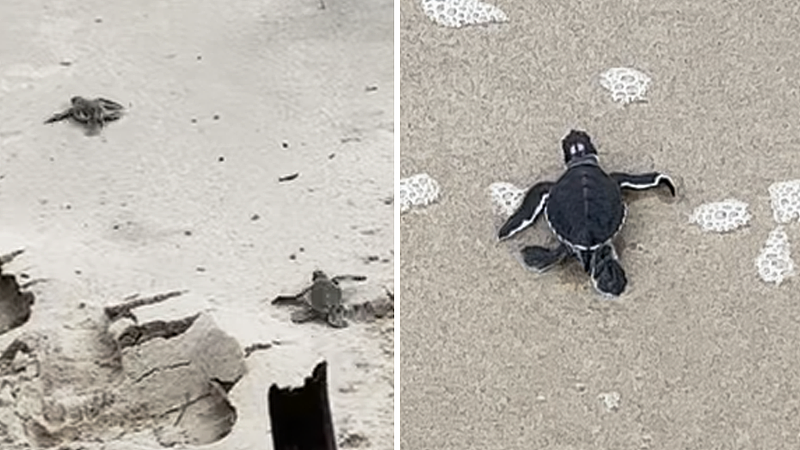 新州海岸遭风暴袭击，海滩却出现“罕见”一幕！百只海龟破壳而出（组图） - 2