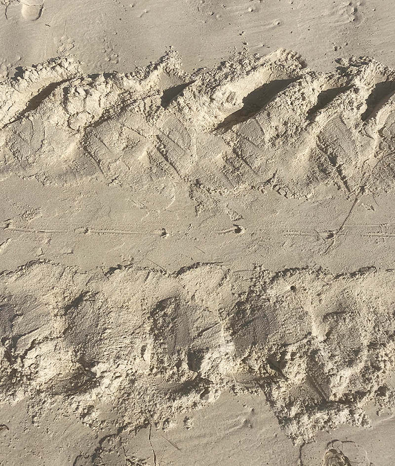 新州海岸遭风暴袭击，海滩却出现“罕见”一幕！百只海龟破壳而出（组图） - 3