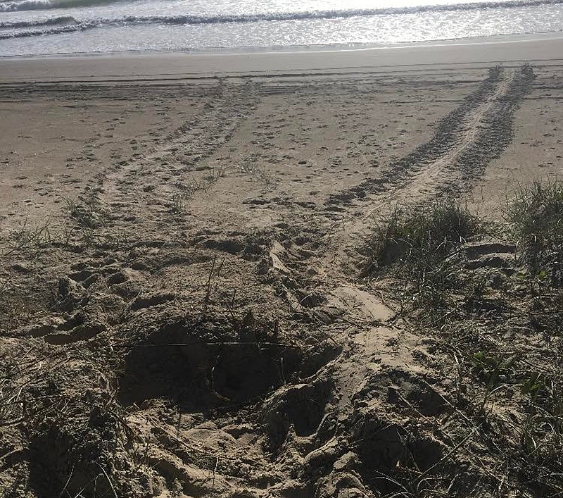 新州海岸遭风暴袭击，海滩却出现“罕见”一幕！百只海龟破壳而出（组图） - 4
