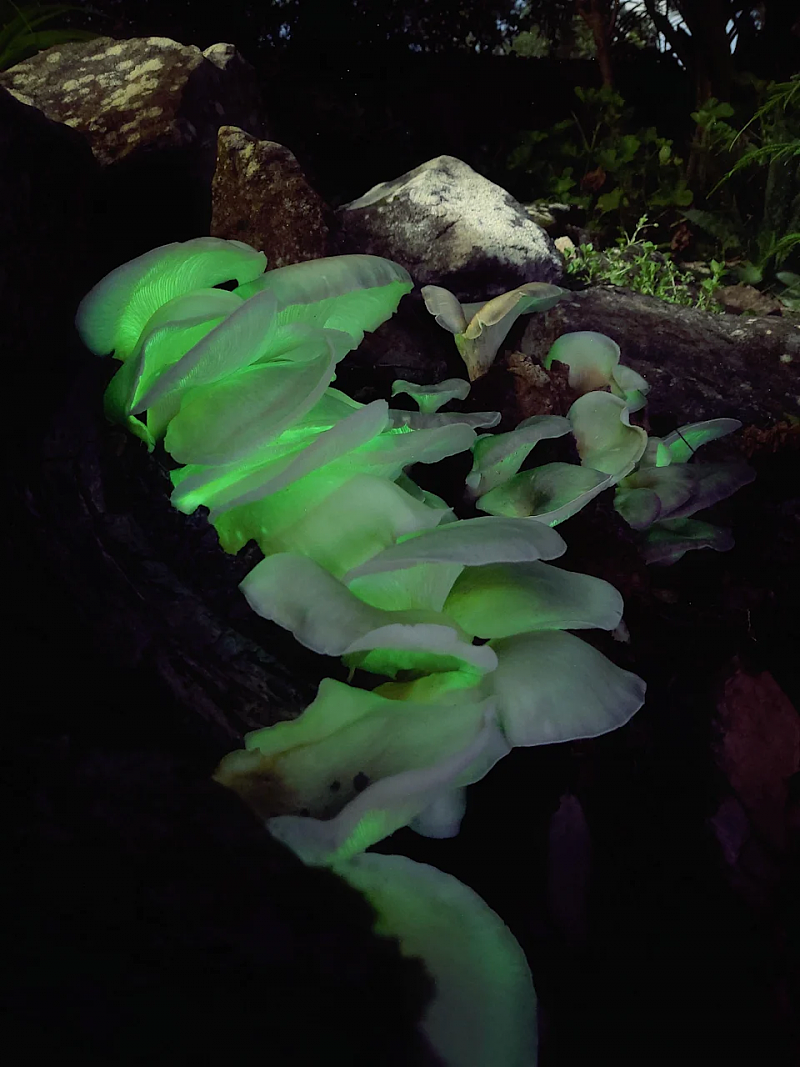 天气异常潮湿，悉尼男子家中后院长出发光蘑菇！外形酷似平菇（组图） - 2