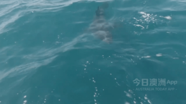 “心态崩了！”澳洲华人潜水打鱼，被4米长大白鲨盯上！水中对峙10多分钟，侥幸脱险（视频/组图） - 1