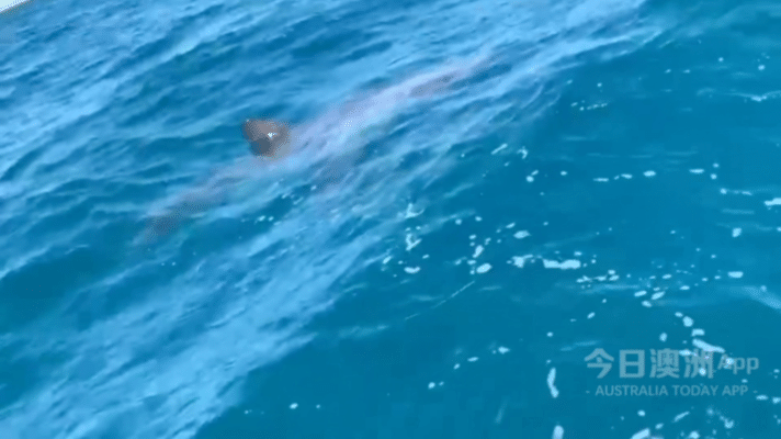 “心态崩了！”澳洲华人潜水打鱼，被4米长大白鲨盯上！水中对峙10多分钟，侥幸脱险（视频/组图） - 3