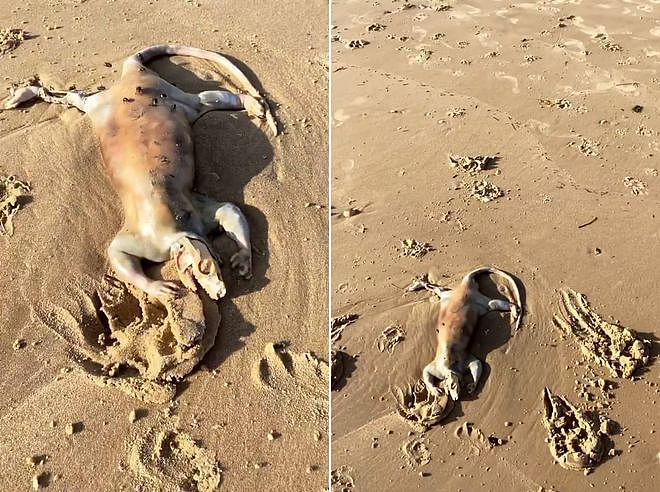 澳洲居民在海滩上发现不明生物！头骨外露，趴在海滩上还有长长的尾巴，疑似“外星人”（视频/组图） - 1