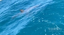 “心态崩了！”澳洲华人潜水打鱼，被4米长大白鲨盯上！水中对峙10多分钟，侥幸脱险（视频/组图）