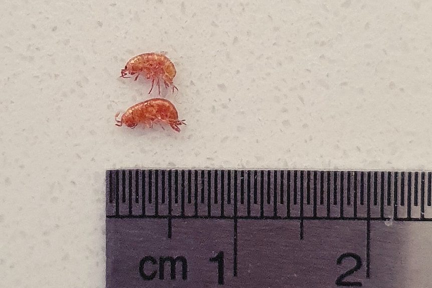 Tiny prawn-like creature against a ruler.