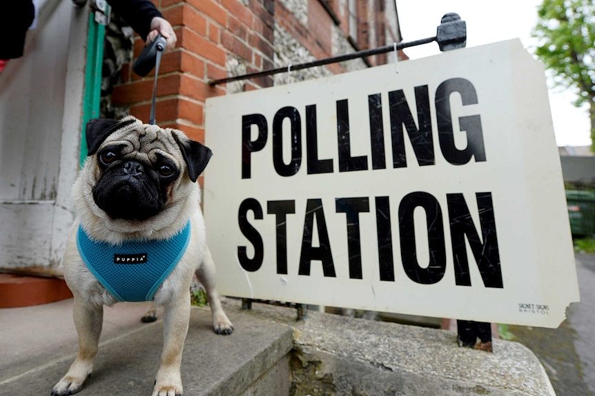 一只浅颜色的小狗，旁边是一个黑白相间的投票站标识