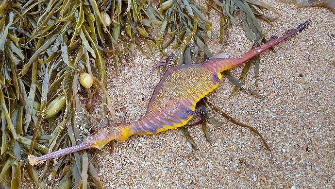 大雨过后，澳洲多处海滩出现奇怪生物，专家感到震惊，预示环境发生改变（组图） - 1