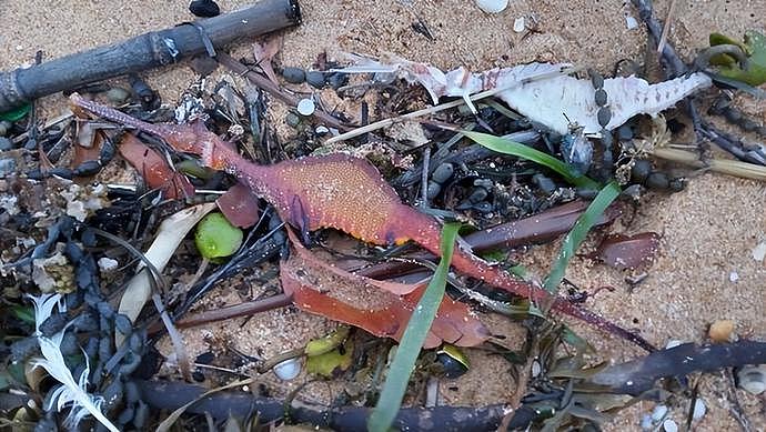 大雨过后，澳洲多处海滩出现奇怪生物，专家感到震惊，预示环境发生改变（组图） - 2
