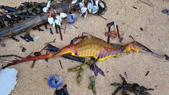 大雨过后，新州多处海滩出现奇怪生物，专家感到震惊，预示环境发生改变（组图） - 3