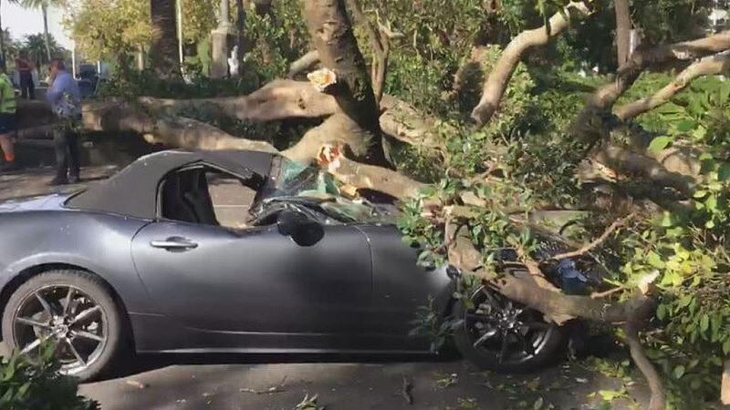 悉尼大树倒塌，跑车被砸烂！华人司机逃过一劫，直呼：应该去买彩票（组图） - 3
