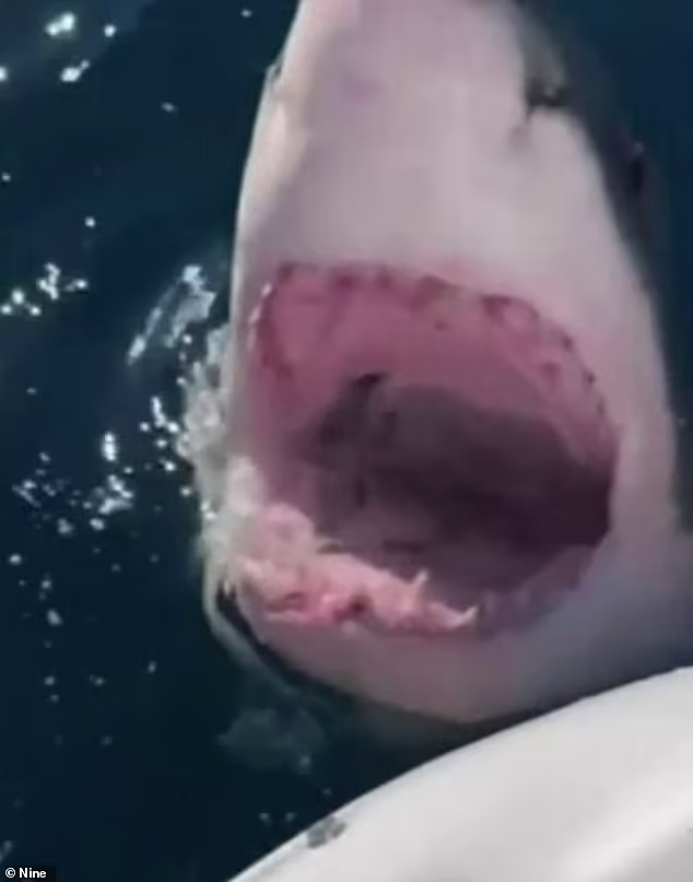 惊魂1小时！澳洲家庭出海遇4米长大白鲨，小艇马达被撞烂（视频/组图） - 3