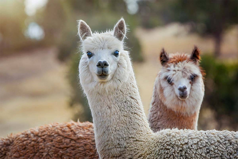 3aw-image0istock-llamas-1200x800.jpg,0