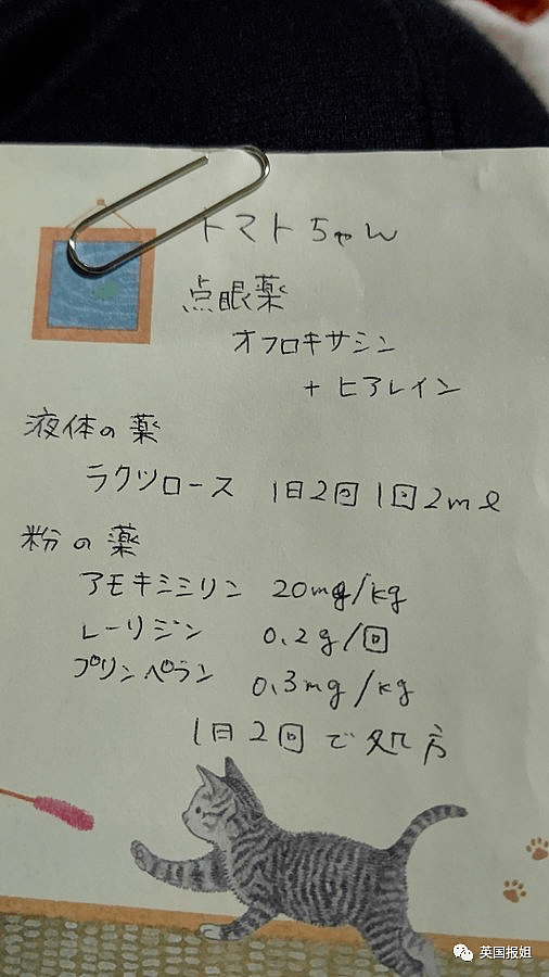 日本最长寿猫猫离世，伴主人28年，死后留灵异符号暖哭网友（组图） - 13