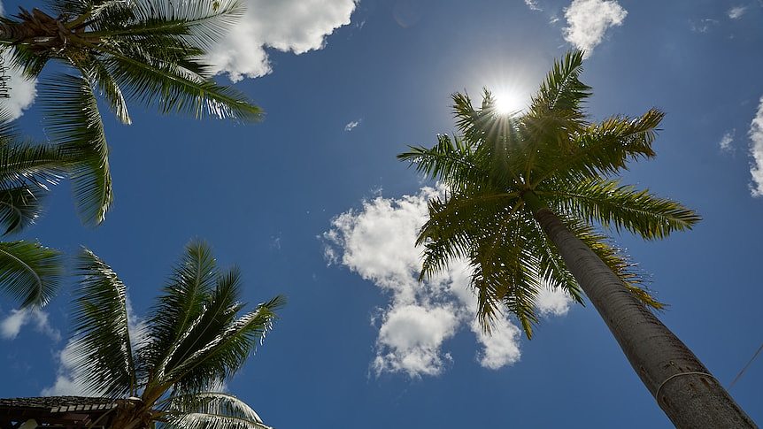 透过棕榈树向上拍摄的照片显示，明亮的蓝色天空中点缀着蓬松的白云，太阳从背后探出头来。