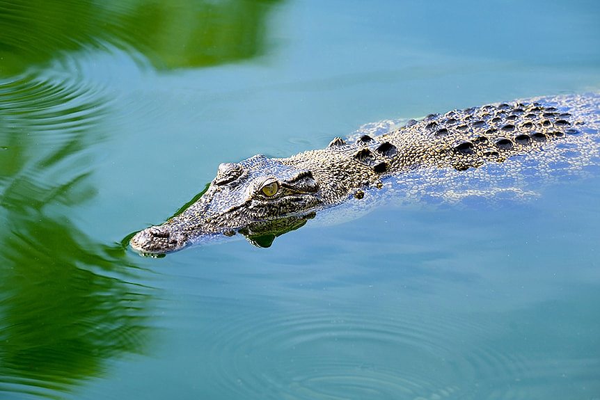 一条鳄鱼浮在水面上